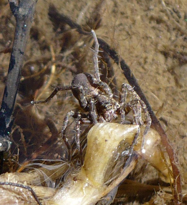 Pardosa sp. - Colletto, Roure (TO)